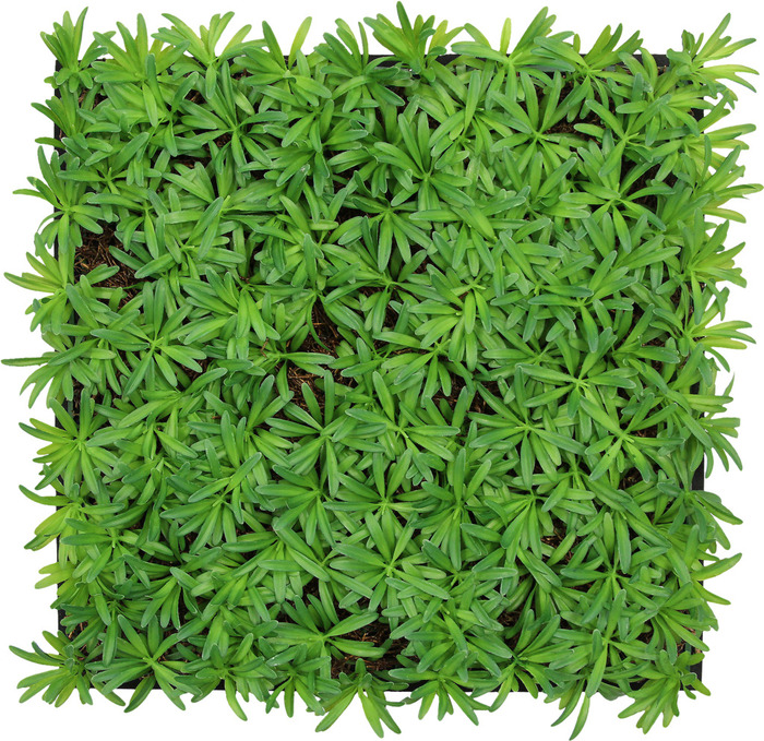 Jangal Modular Wall plantepanel 52 x 52 cm - Podocarpus Tea Tree